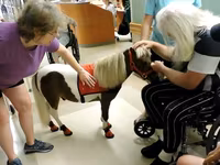 Kuda betina, Miniature horse — foto 1