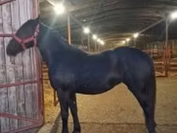 ม้าตัวเมีย, Nonius horse
