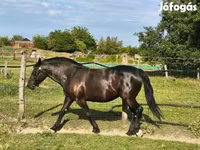 Hoppe, Heste — foto 2