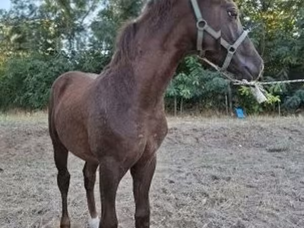 公马, Horses
