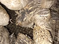 Quails — عکس 3