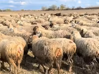 میش, گوسفند — عکس 4