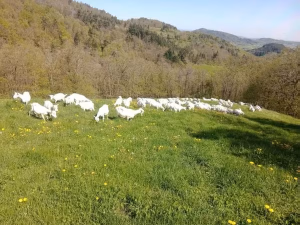 Goat, Saanen goat — United Kingdom