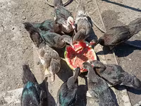Domestic Muscovy — foto 3