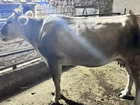 Dibi, Cattle — sawirka 5