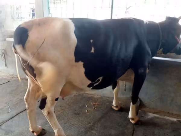 ላም, Holstein breed