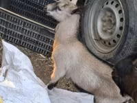 Kambing jantan, Goats — foto 2