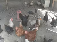 Chickens — foto 1