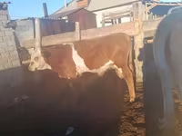 Bou, Simmental cattle — foto 1