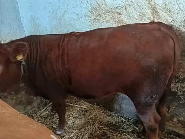 Cow, Limousin cow