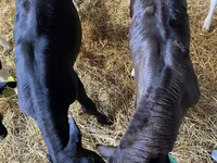 Bovinos (lote, sexo no especificado), Aberdeen-Angus — foto 3