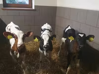ወንድ በሬ, Cattle — ፎቶ 3