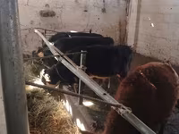 Lembu ternakan (lot, jantina tidak dinyatakan), Swiss cattle — foto 2