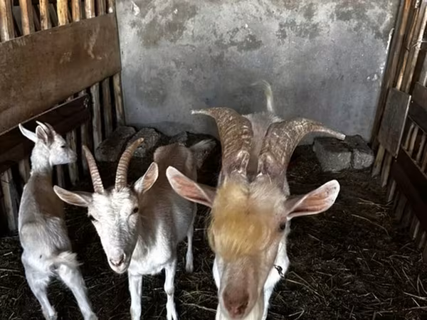 بز ماده, Saanen goat