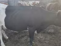 گاو ماده, Simmental cattle — عکس 8