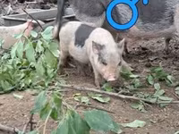 Świnie (partia, płeć nieokreślona), Świnie — zdjęcie 5