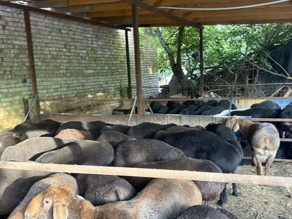የጎትት አውራ በግ, Sheep