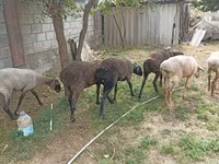 Får, Edilbay sheep — foto 4