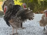 Turkeys — Foto 3