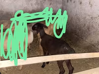 Ido, Edilbay sheep — sawirka 1