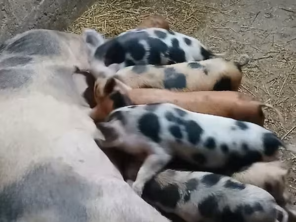मादा सूअर, सूअर