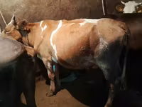 Krava, Simmental cattle — fotografija 2