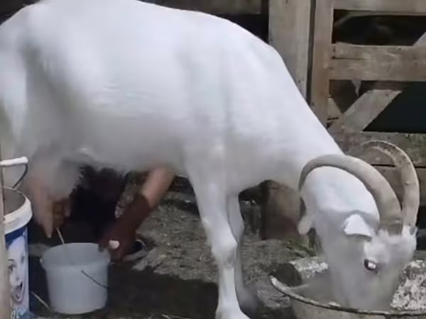 بز ماده, Saanen goat