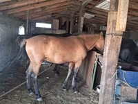 Էգ ձի, Kazakh horse — լուսանկար 4