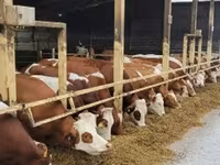 Kuh, Simmental cattle — Foto 2