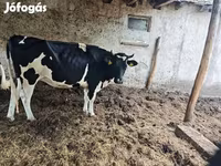 Krava, Holštýnské plemeno — foto 4