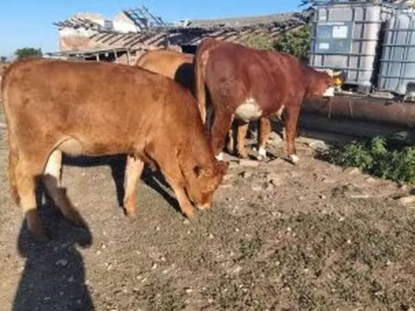 Kuh, Limousin-Kuh