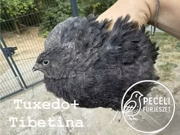 Tuxedo