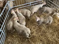 میش, Charollais sheep — عکس 4