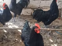 Chickens — عکس 1
