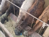 Får, Tian-Shan semifinewool sheep — foto 3
