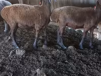 แกะตัวผู้, Hissar sheep — รูปภาพ 3