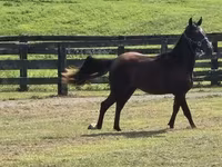 Caballo, Rocky Mountain Horse — foto 3