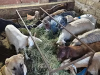 بز (گروه، جنسیت مشخص نشده), بز — عکس 6