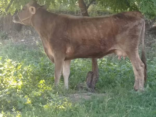 Ko, Swiss cattle
