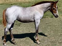 பெண் குதிரை, Quarter Horse — புகைப்படம் 1