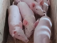 หมูป่าตัวผู้, Пьетрен — รูปภาพ 1