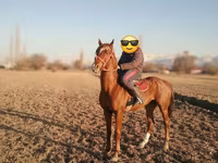 اسب نر, اسب — عکس 1