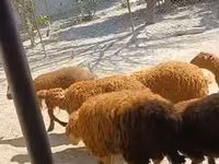 Wad, Sheep — sawirka 5
