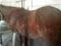 Iapă, Kazakh horse — foto 6
