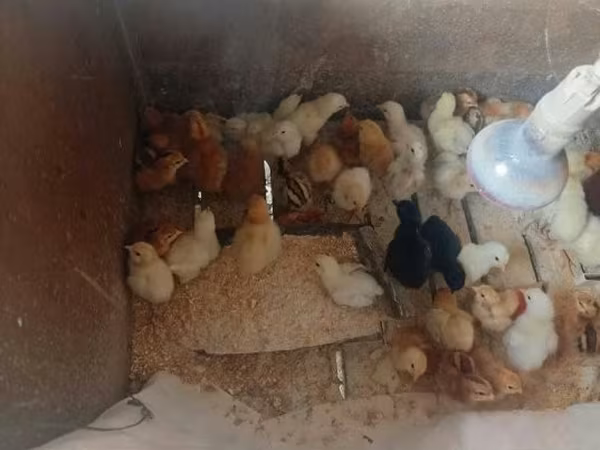 Chickens — Hungary