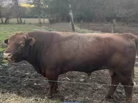 Bull, Aberdeen-Angus — photo 1
