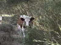 Үнээ, Latvian Blue cattle — 4 зураг
