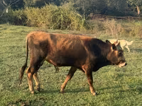 Toro, Bovini — foto 2
