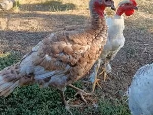 Turkeys