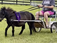گھوڑا, Miniature horse — تصویر 5